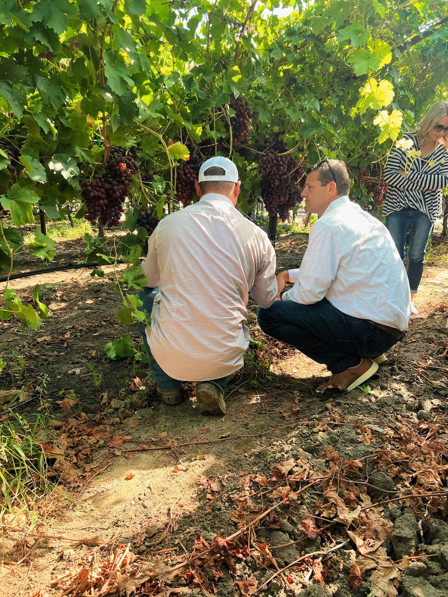 Rep. Valadao surveys the storm damage to crops in the Valley