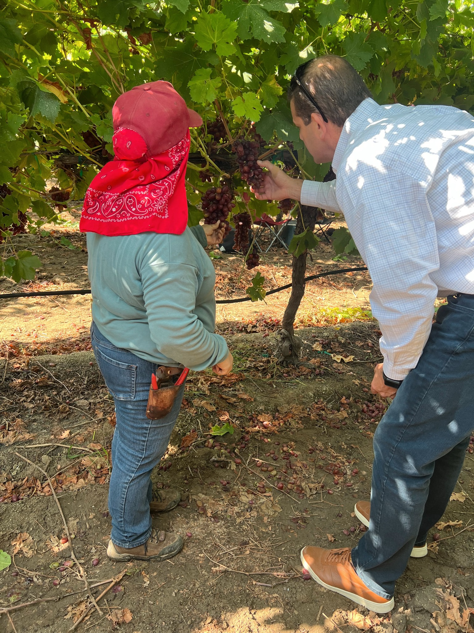 Rep. Valadao surveys storm damage to crops in the Valley