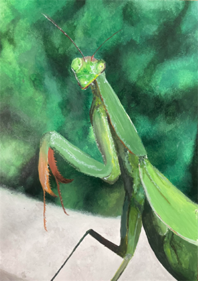 Acrylic, Praying Mantis